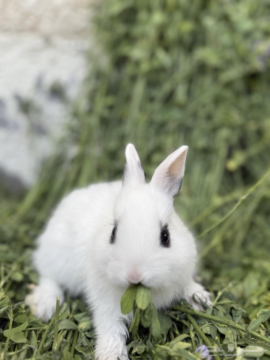 Rabbits Nazer Land63327310402562112