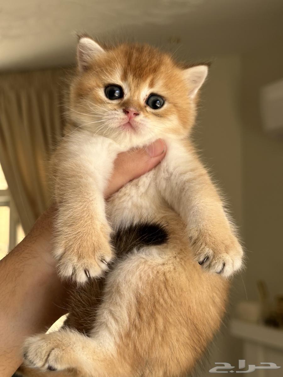 سكوتش فولد ستريت للبيع63401095261826112