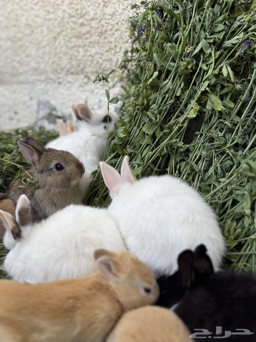 Rabbits Nazer Land633273104025621123