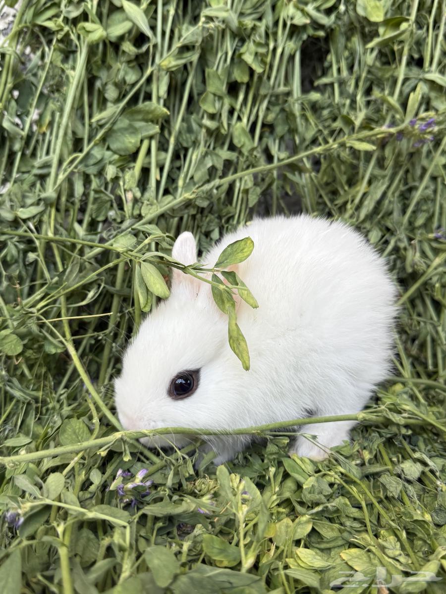Rabbits Nazer Land63327310402562111
