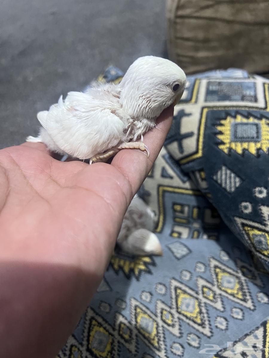 Chickens (broilers) day63005100282369113