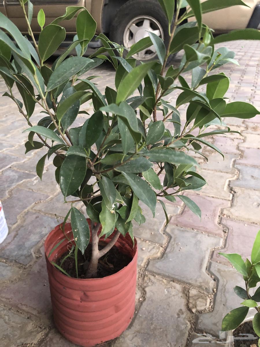 For sale seedlings63005320359810112