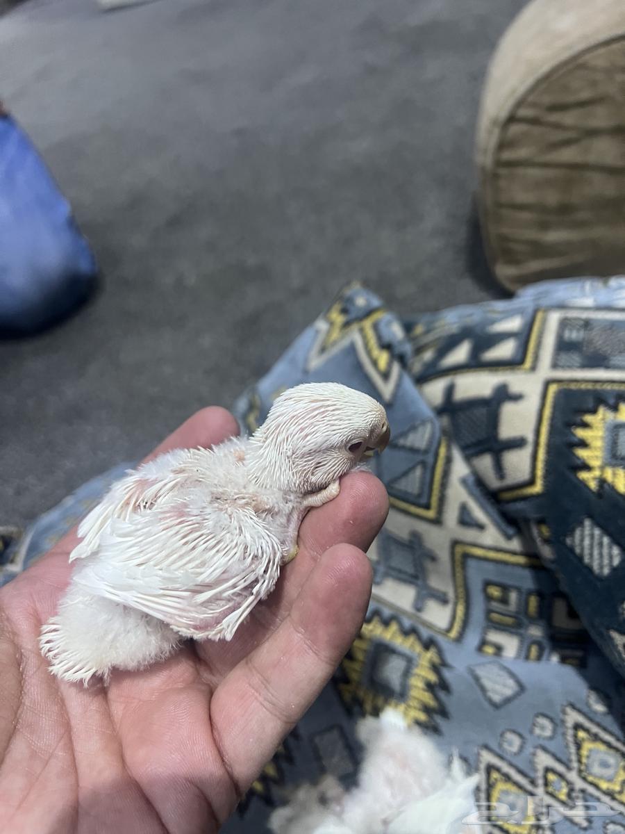Chickens (broilers) day63005100282369111