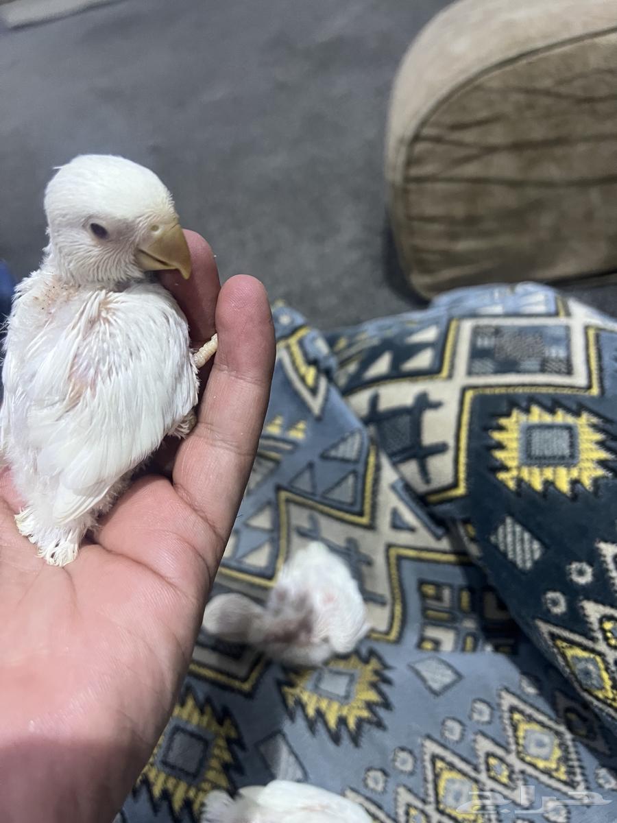 Chickens (broilers) day63005100282369112
