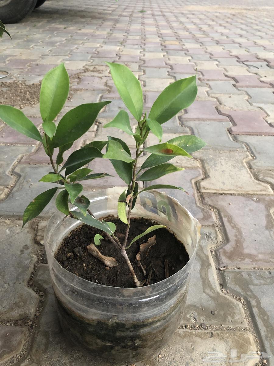 For sale seedlings63005320359810113