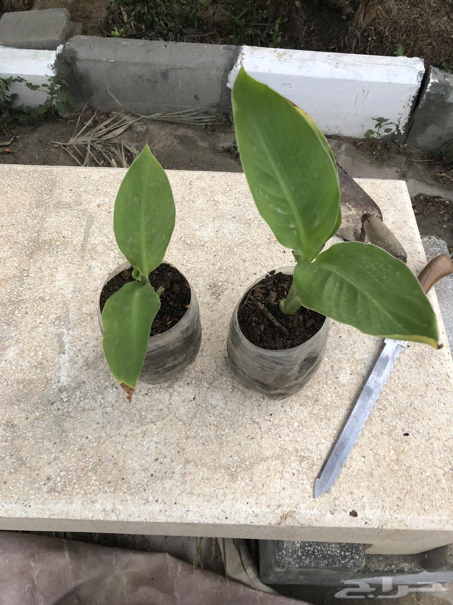 For sale seedlings63005320359810111
