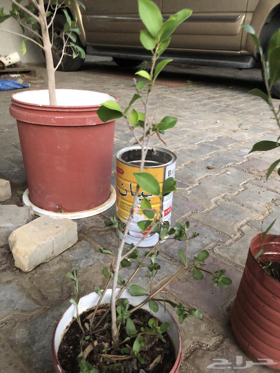For sale seedlings63005320359810114
