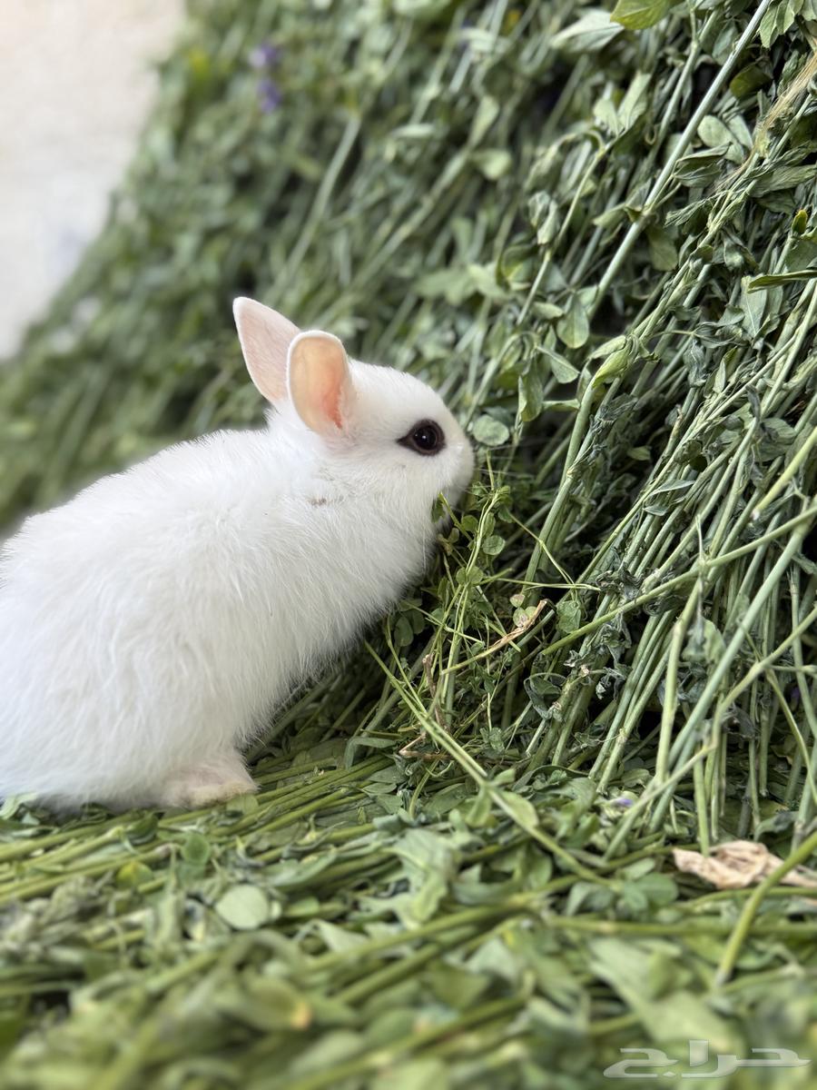 Rabbits Nazer Land63327310402562114