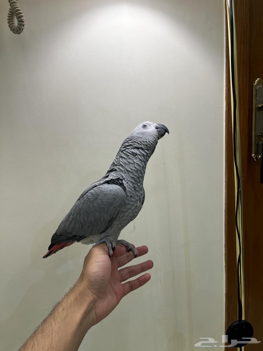 Farooq Kasko63330000327298111