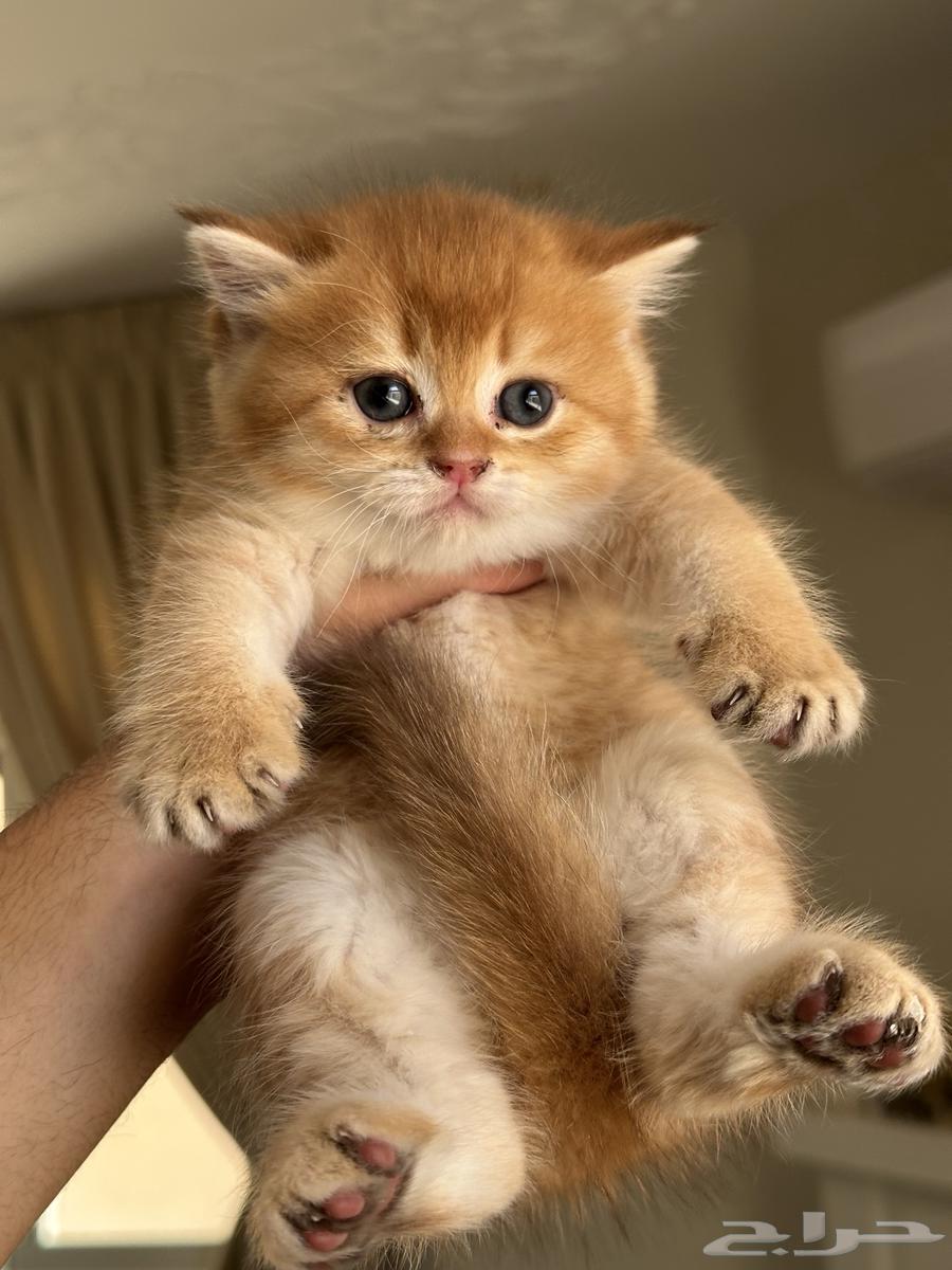 سكوتش فولد ستريت للبيع63401095261826111