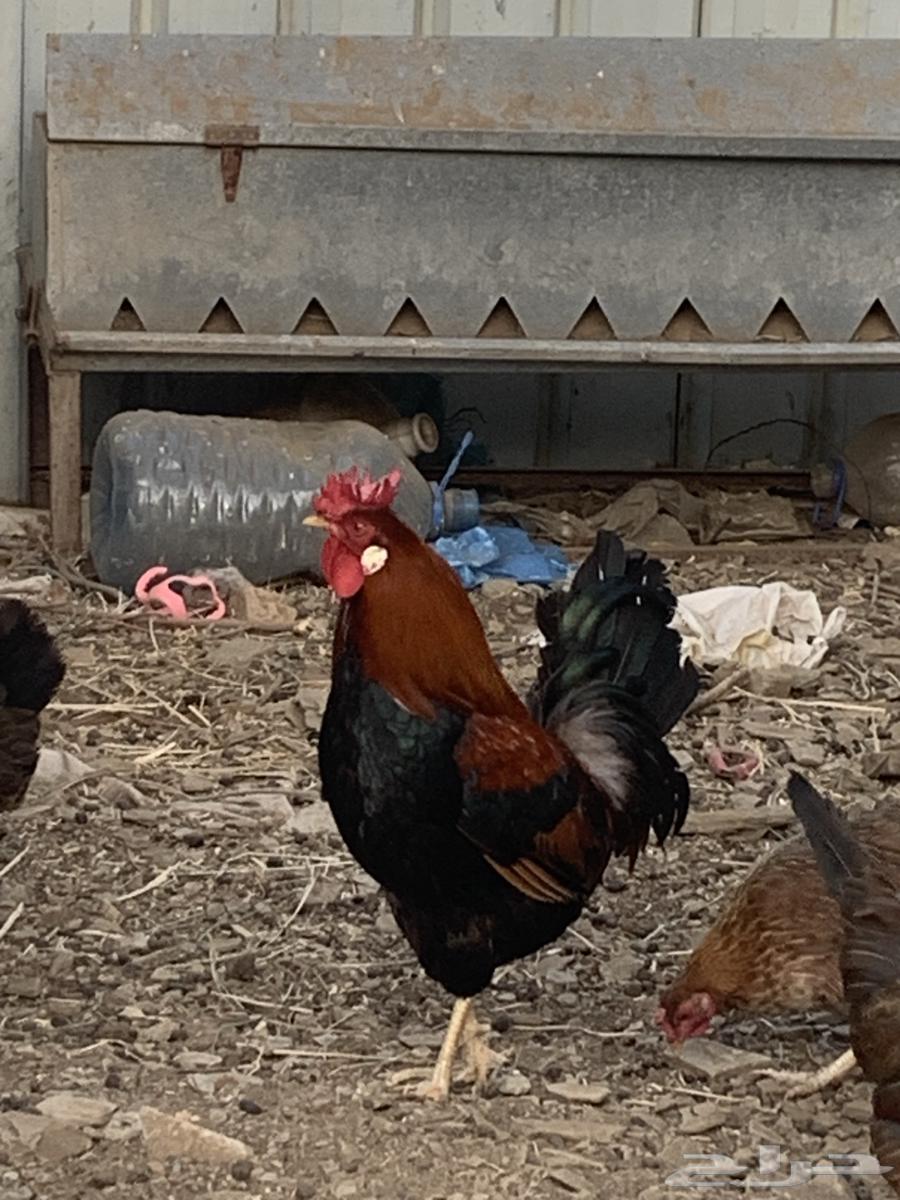 Arabic chicken, inherited property, for sale (sold)63329504403331110