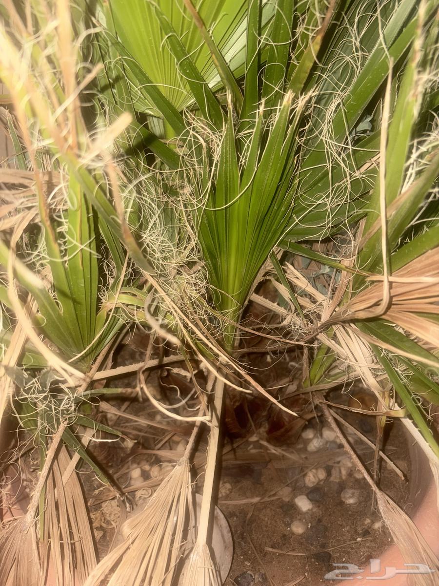 American palm633306494868491128
