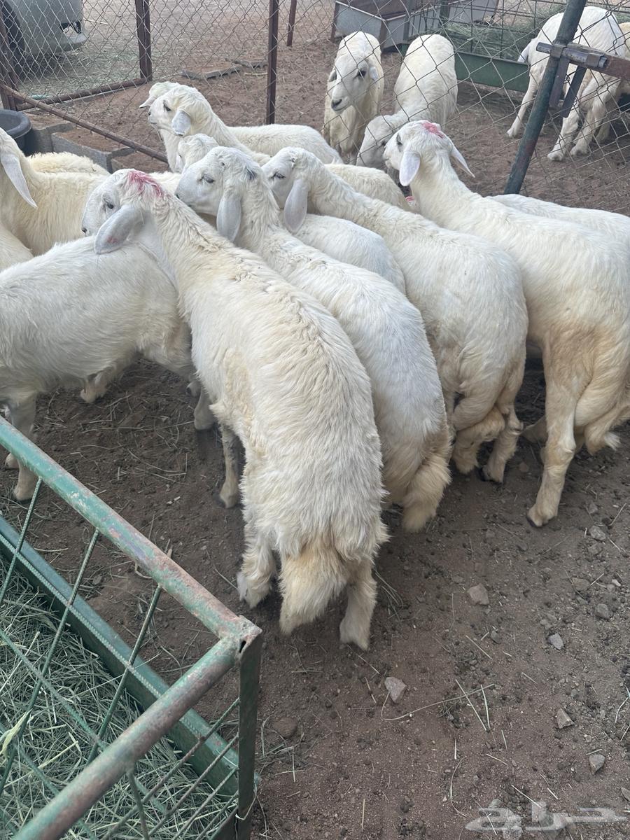 ذبايح طليان و عناق630056598393621126