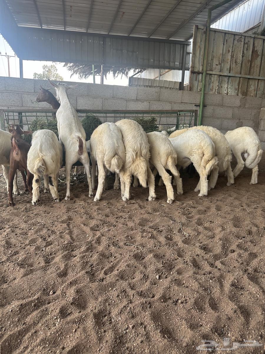 Italian slaughter and hugs63005659839362112