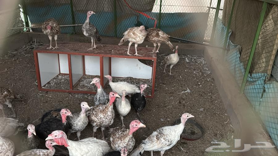 فروخ رومي63398456056577111