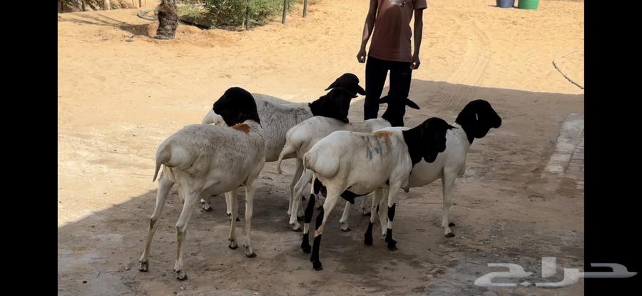 For sale, good quality female camels and males, approximately 5 months old.633275036209951118