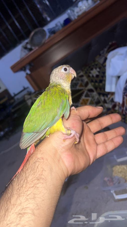 Kinyuorat for sale633296294850581125