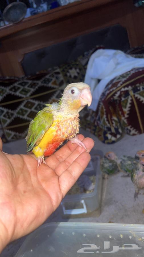 Kinyuorat for sale63329629485058112