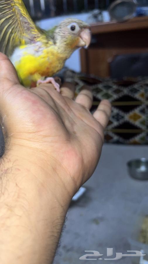 Kinyuorat for sale63329629485058113