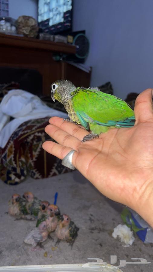 Kinyuorat for sale63329629485058111