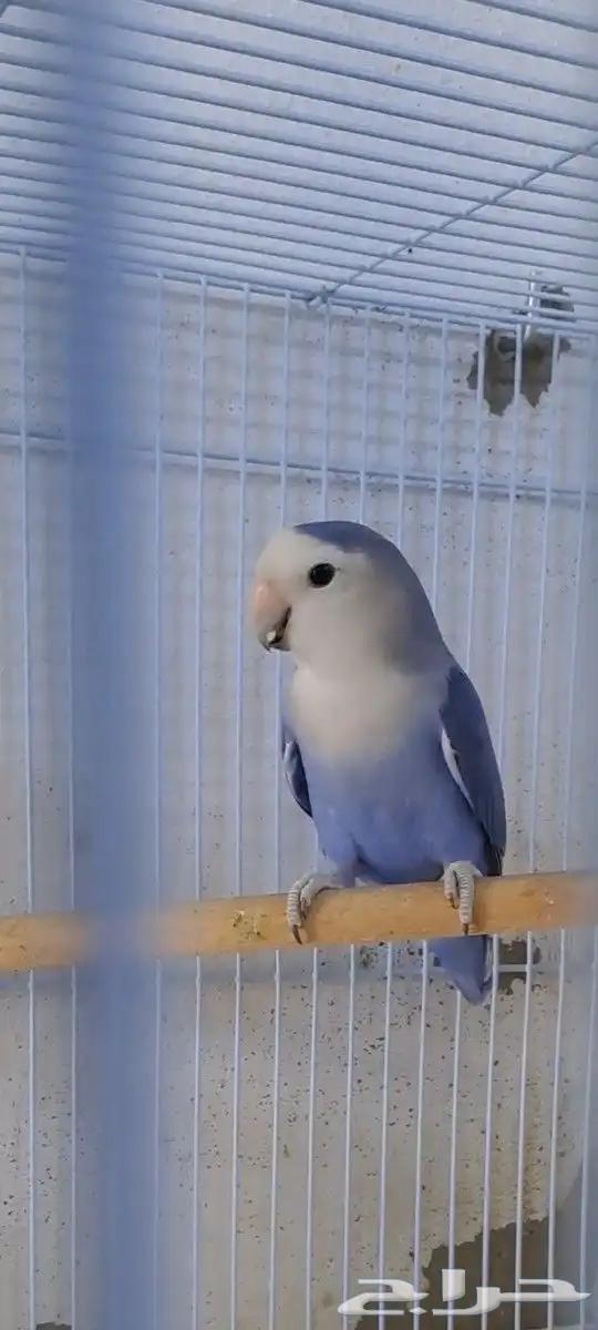Husband of the day produced with a cage633278349214741128