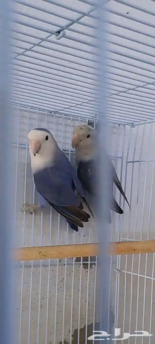 Husband of the day produced with a cage63327834921474112