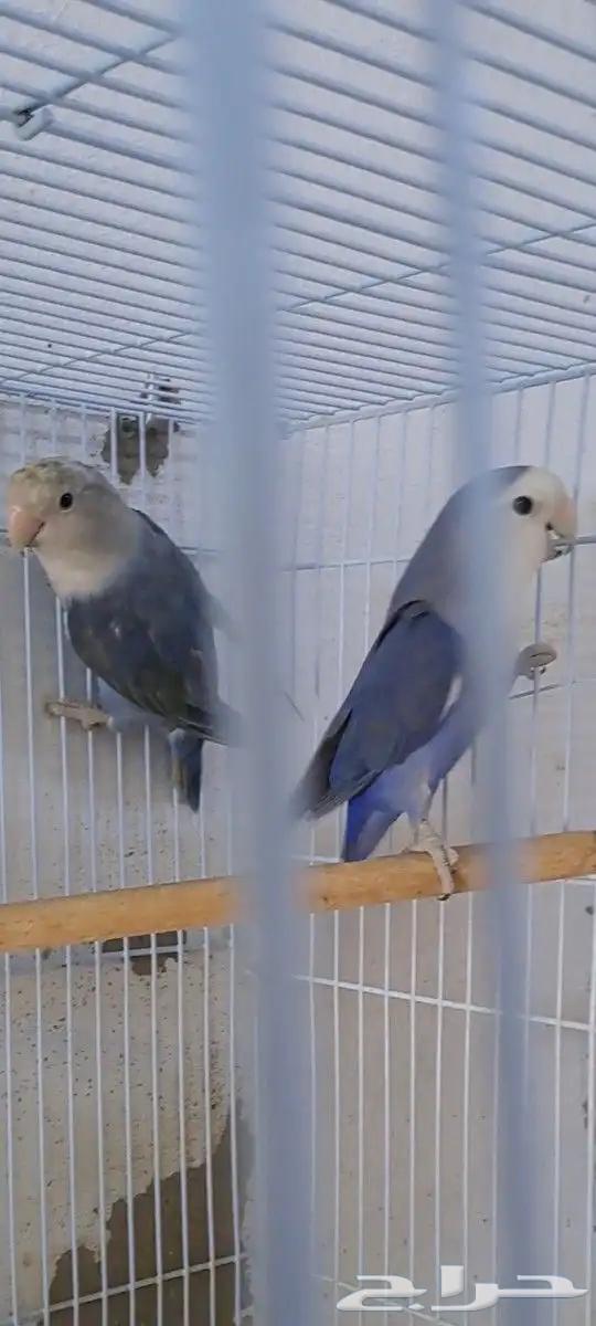Husband of the day produced with a cage63327834921474111