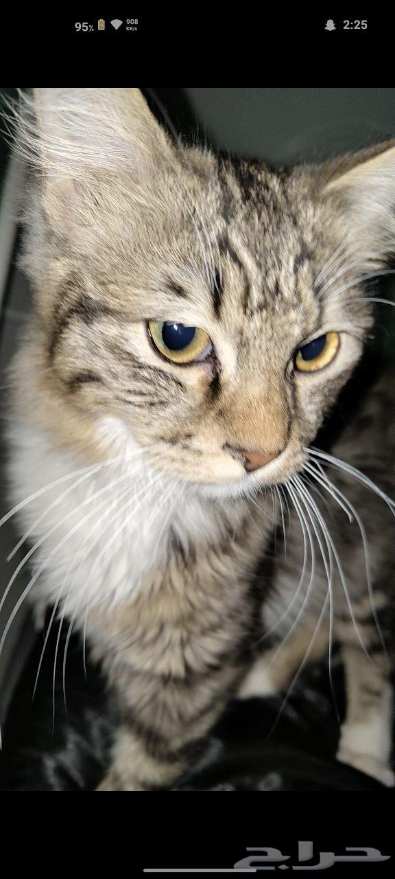Building Cats63005067411585112