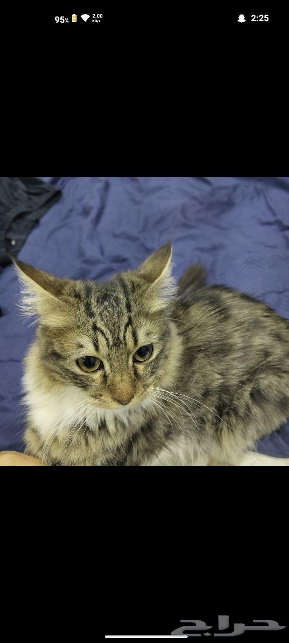 Building Cats63005067411585113