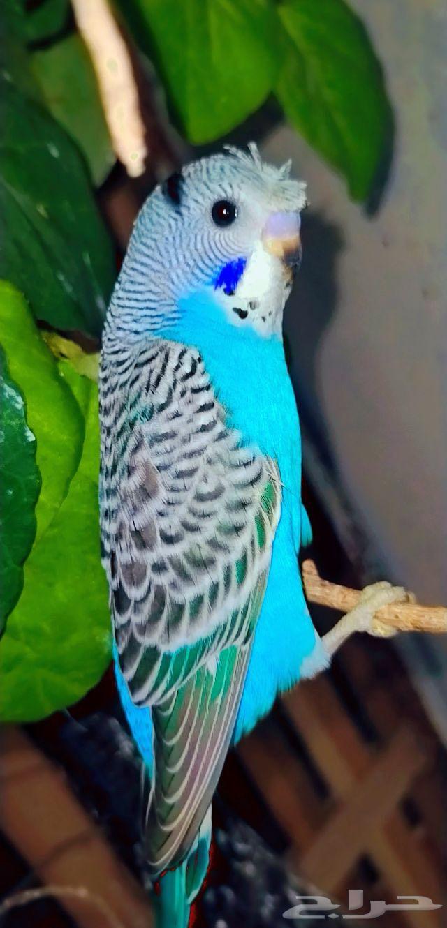 Birds63328913755010113