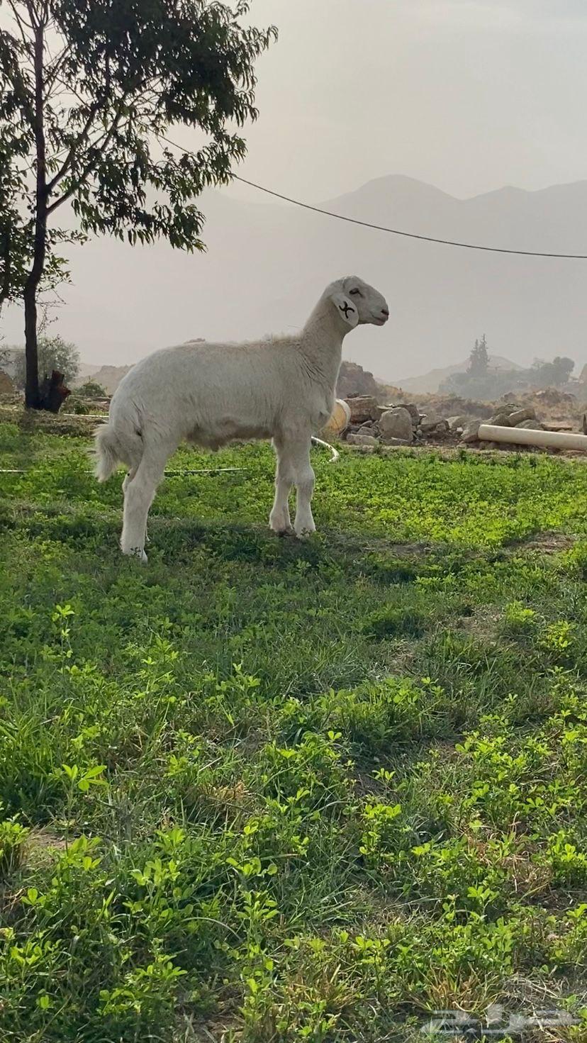 ذبايح للبيع مع السلخ و التوصيل633287284307231115