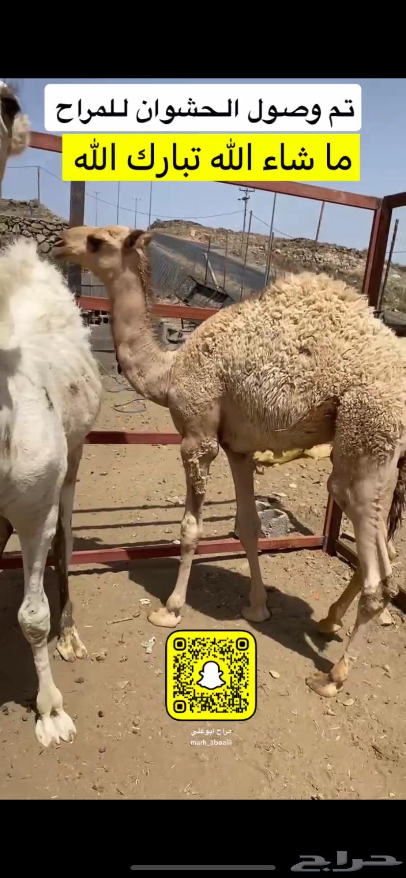 حشوان بالقسوم ومناسبات63005097697665111