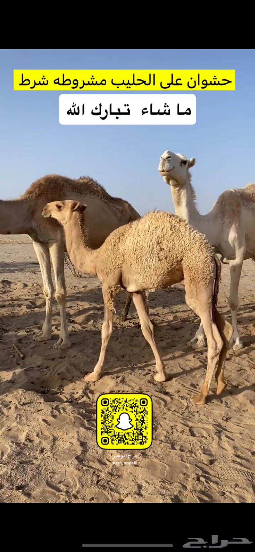 حشوان بالقسوم ومناسبات630050976976651128