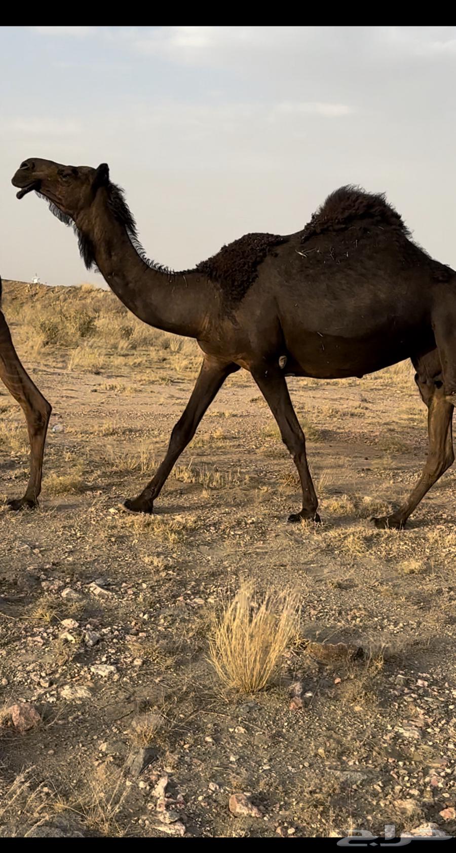 ابل مجاهيم كفو كفو63005320790403113