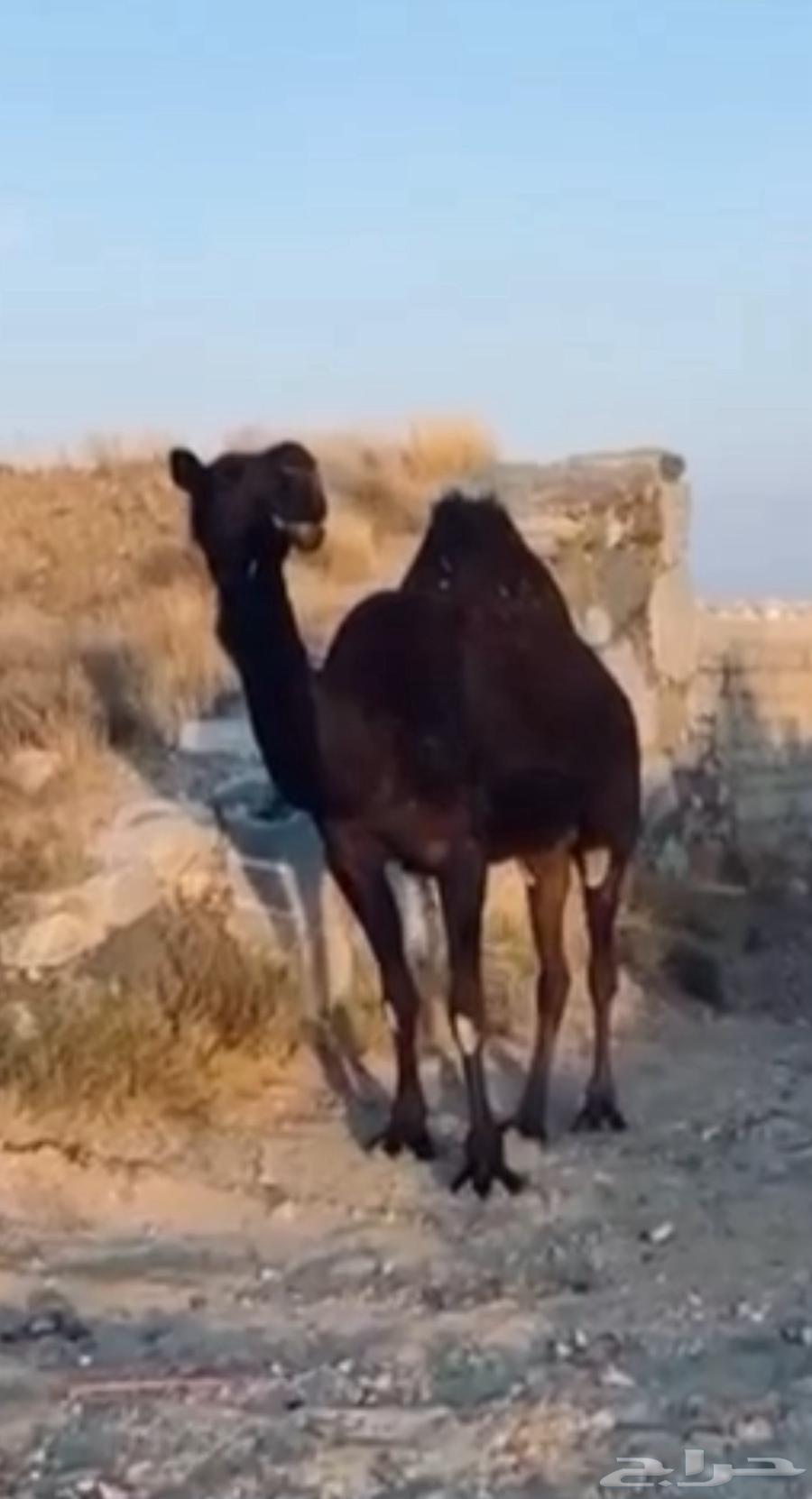 ابل مجاهيم كفو كفو63005320790403114