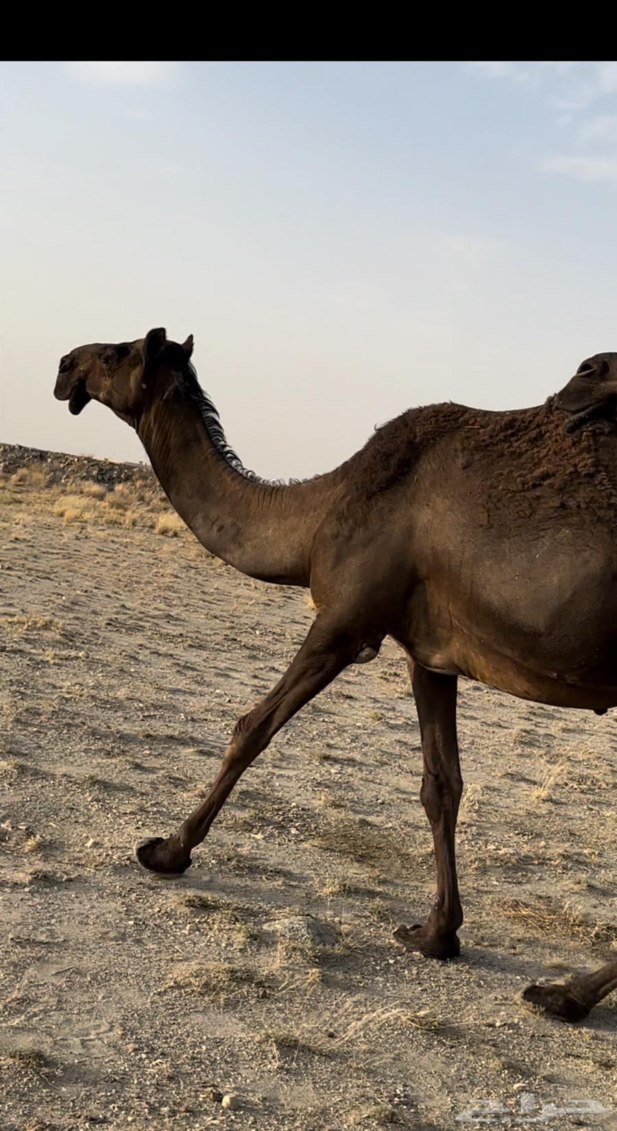 ابل مجاهيم كفو كفو63005320790403111