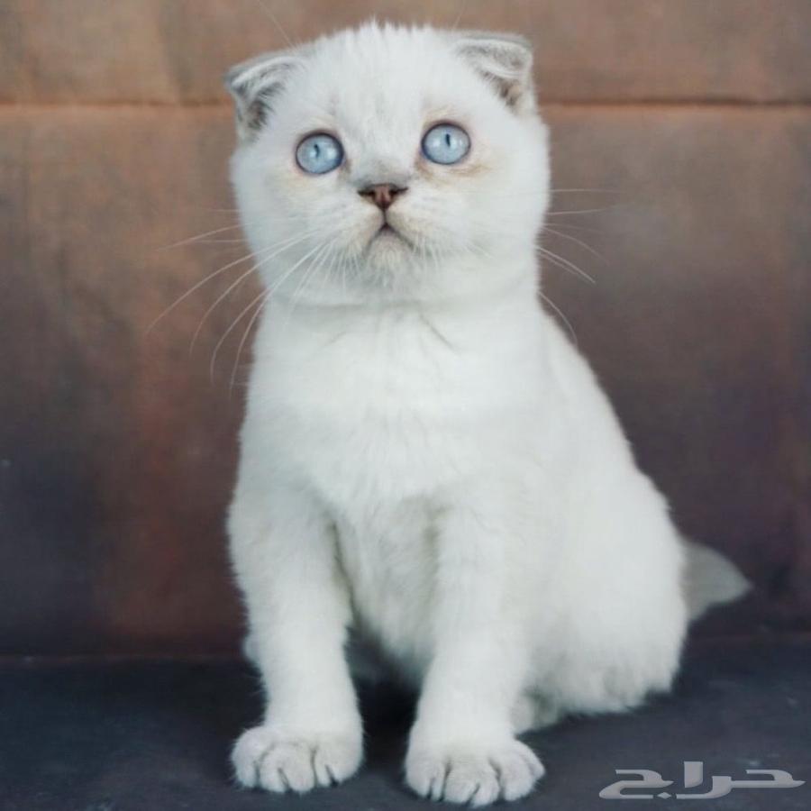 لبيه قطط اسكوتش شيرازي63398398063489112