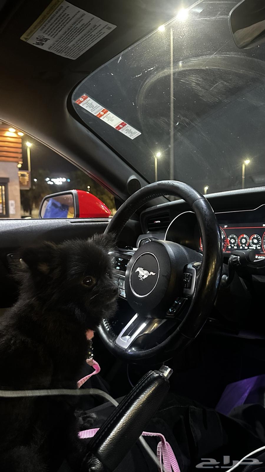 Pomeranian dog for sale63396594199425111