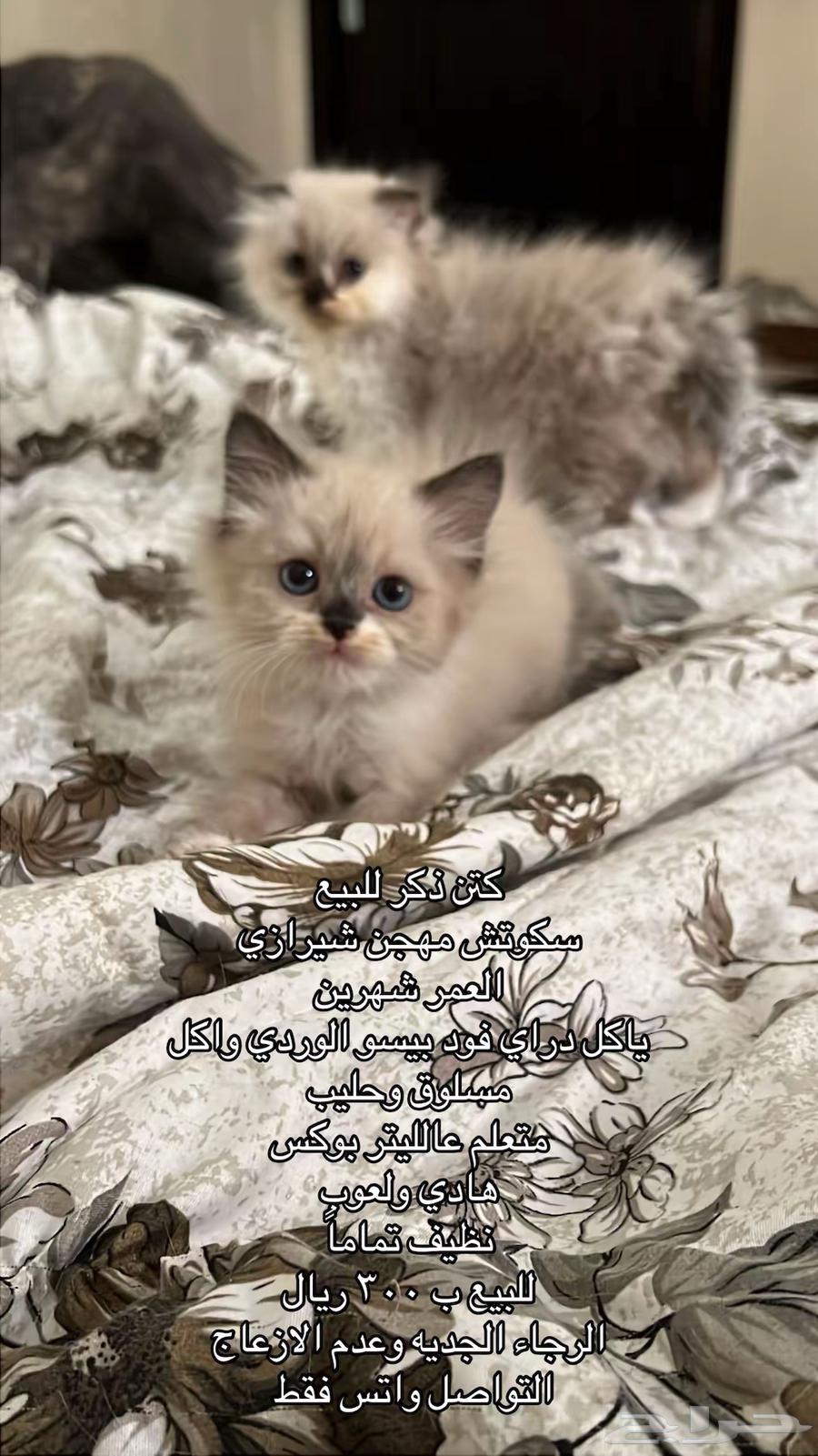 كتن سكوتش للبيع المدينه المنوره63396489743617111