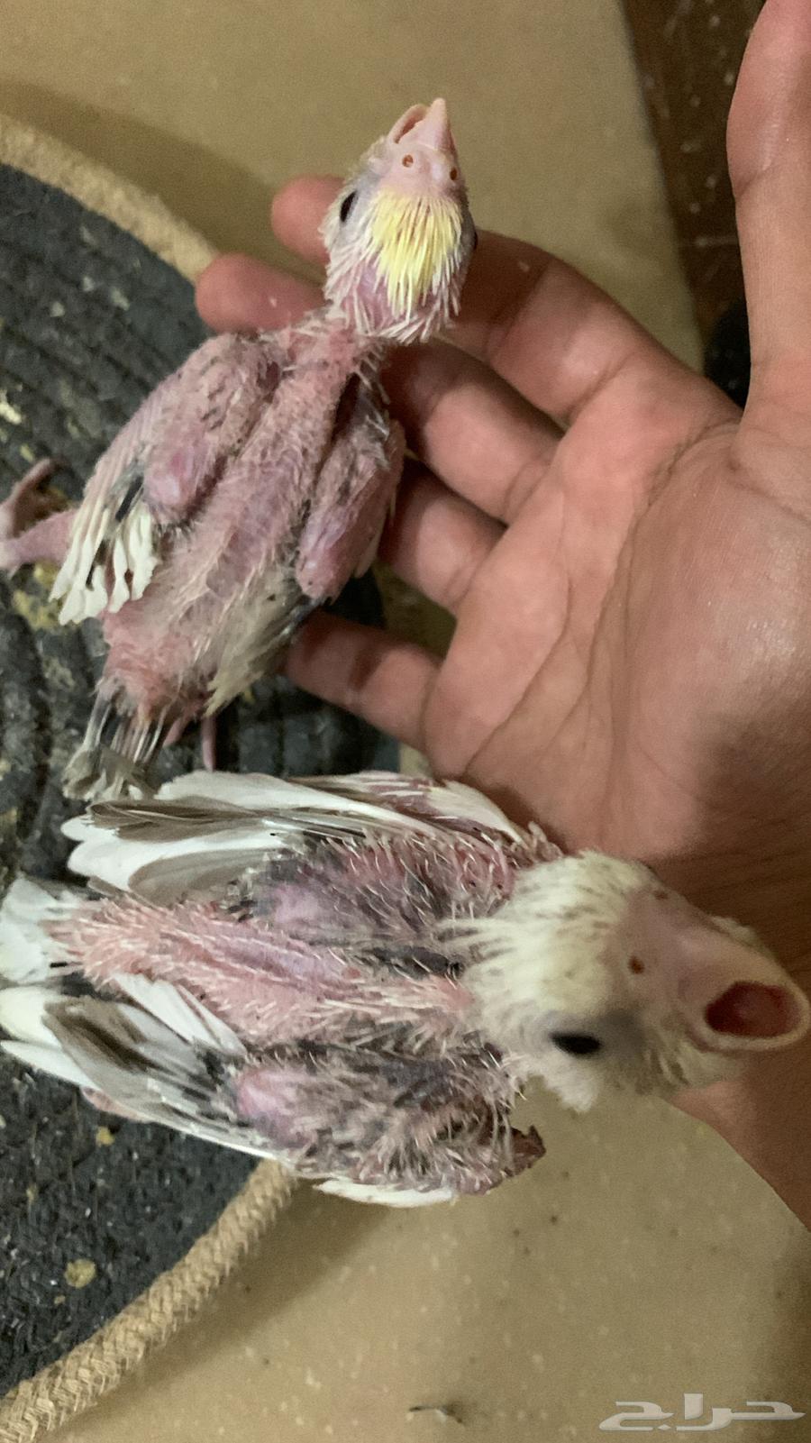 Two Krovan Chicks Sold63402940131713112