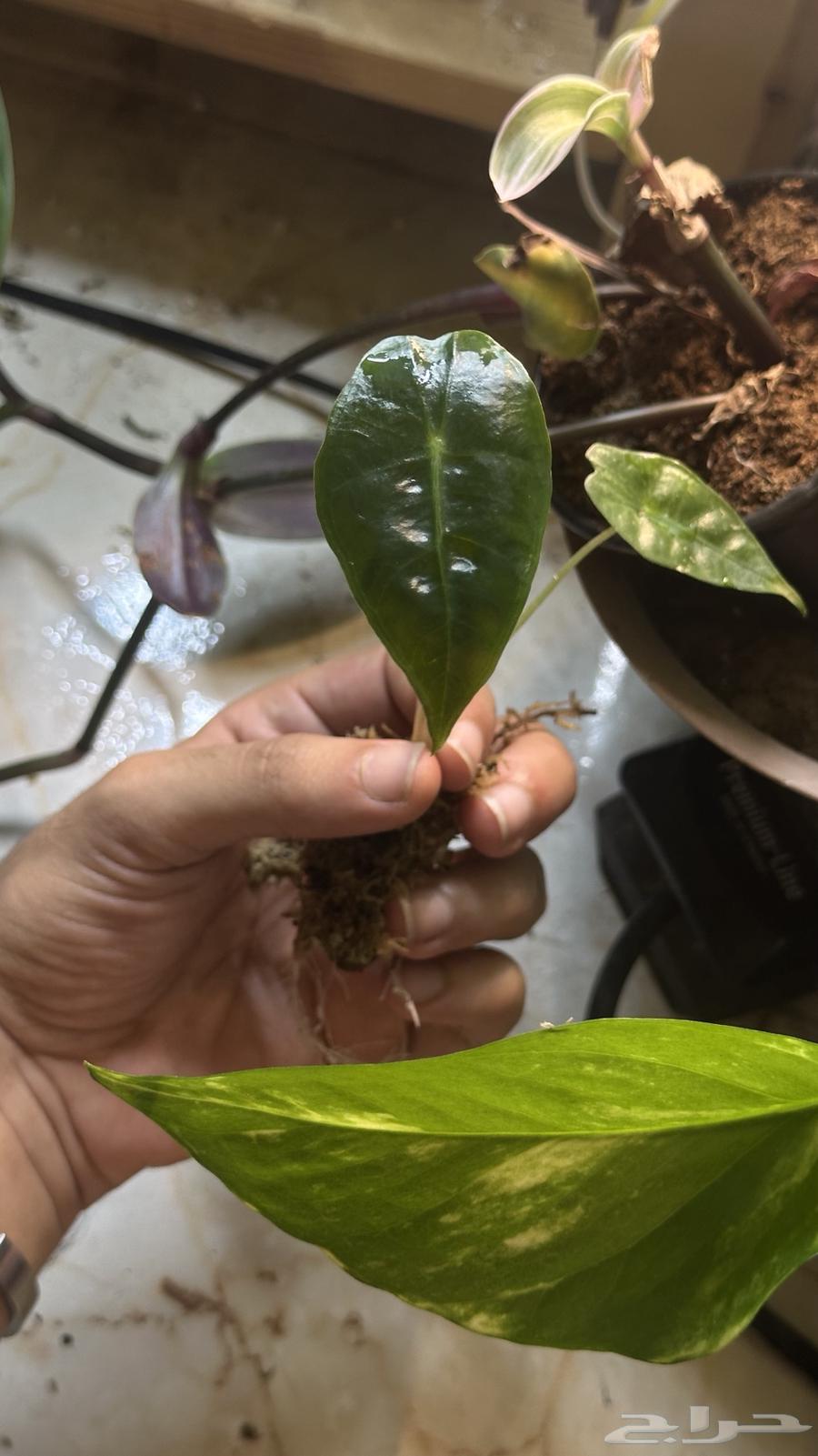 Azalea, Amazon, and Dragon Bank indoor plants63396554960385111