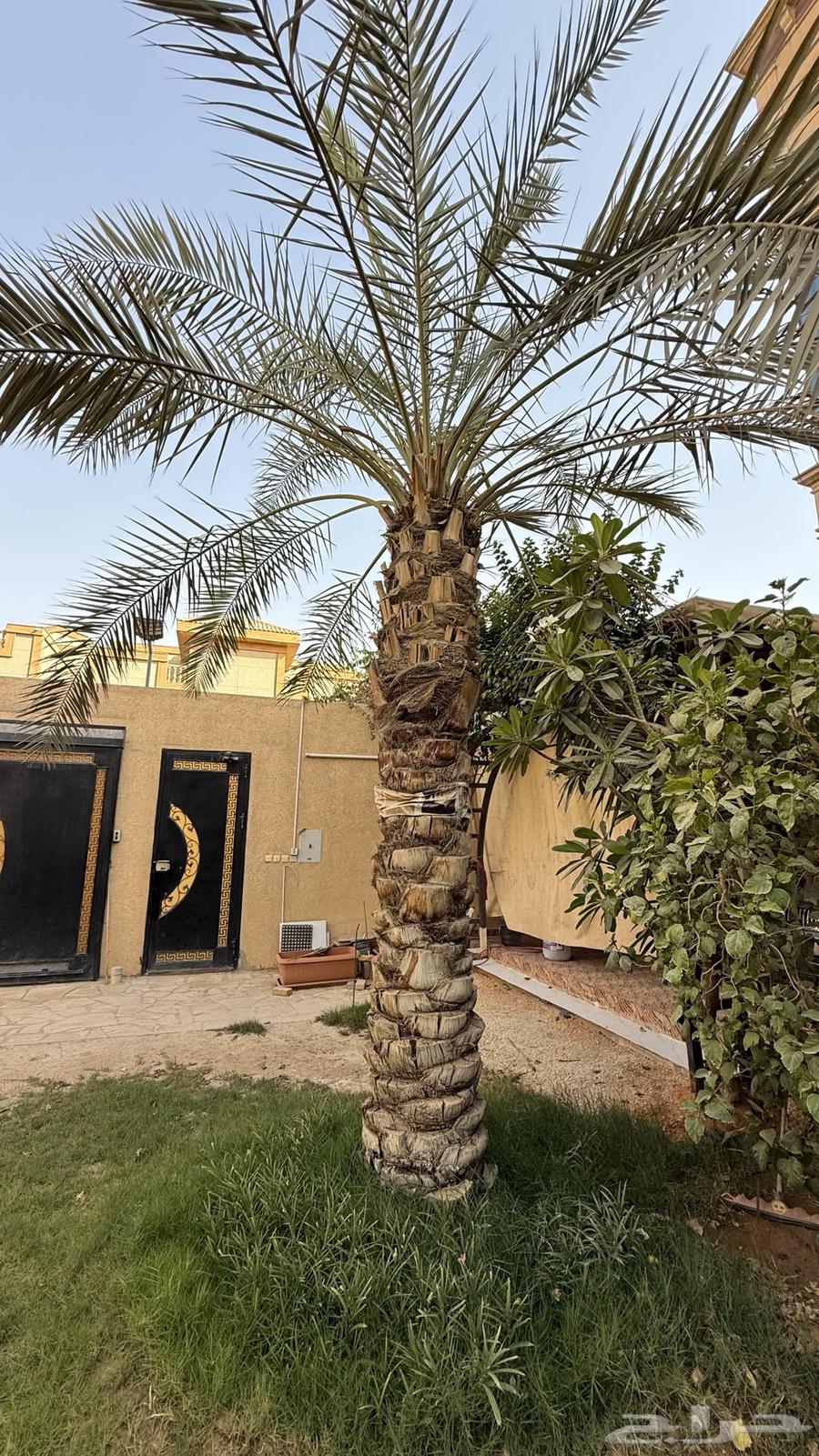 نخل63396600614401112