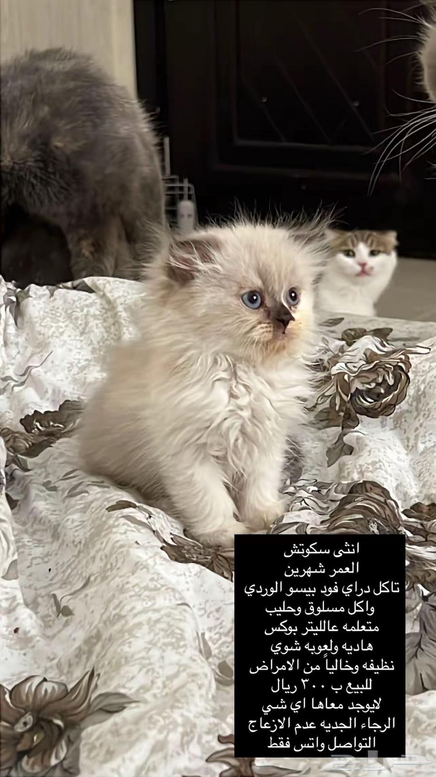 كتن سكوتش للبيع المدينه المنوره63396489743617114