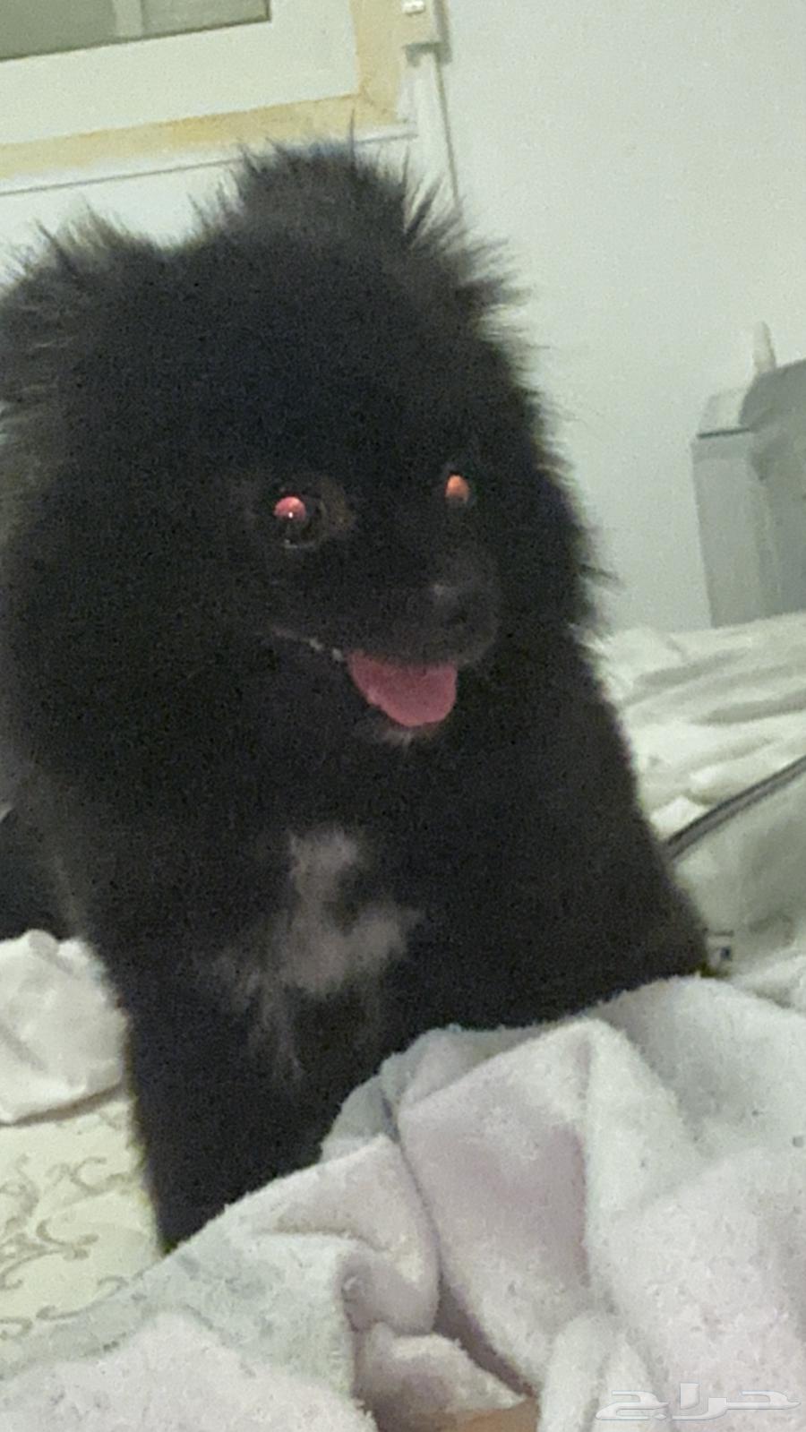 Pomeranian dog for sale633965941994251111