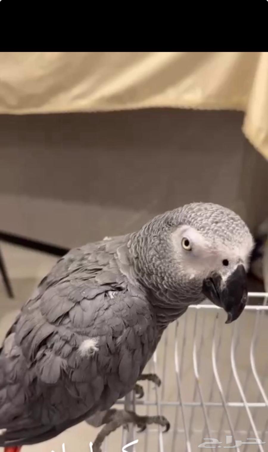 Parrot-shaped talking helmet63443626641411111