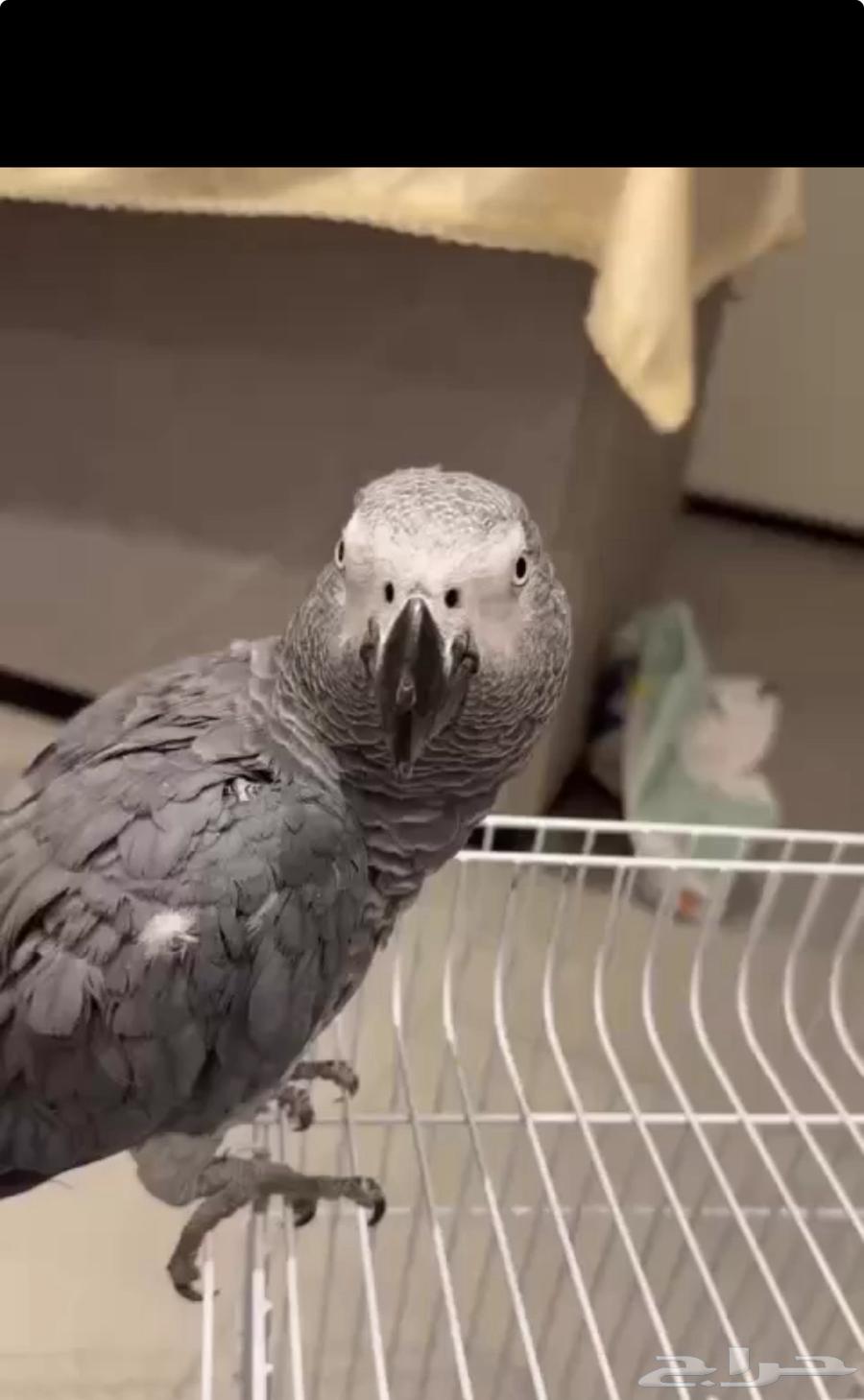 Parrot-shaped talking helmet63443626641411112