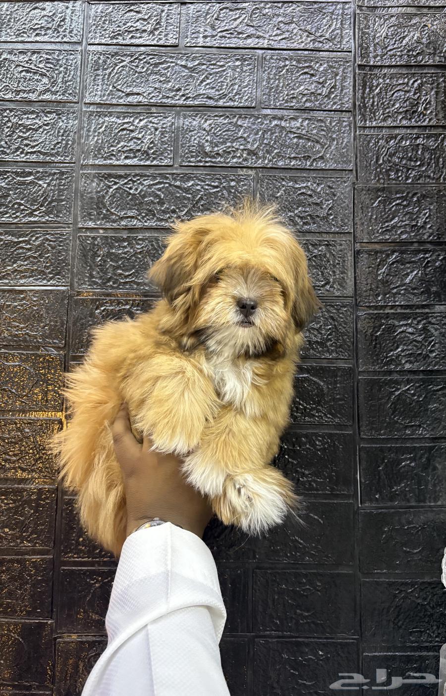 Pomeranian dogs63396467670273112