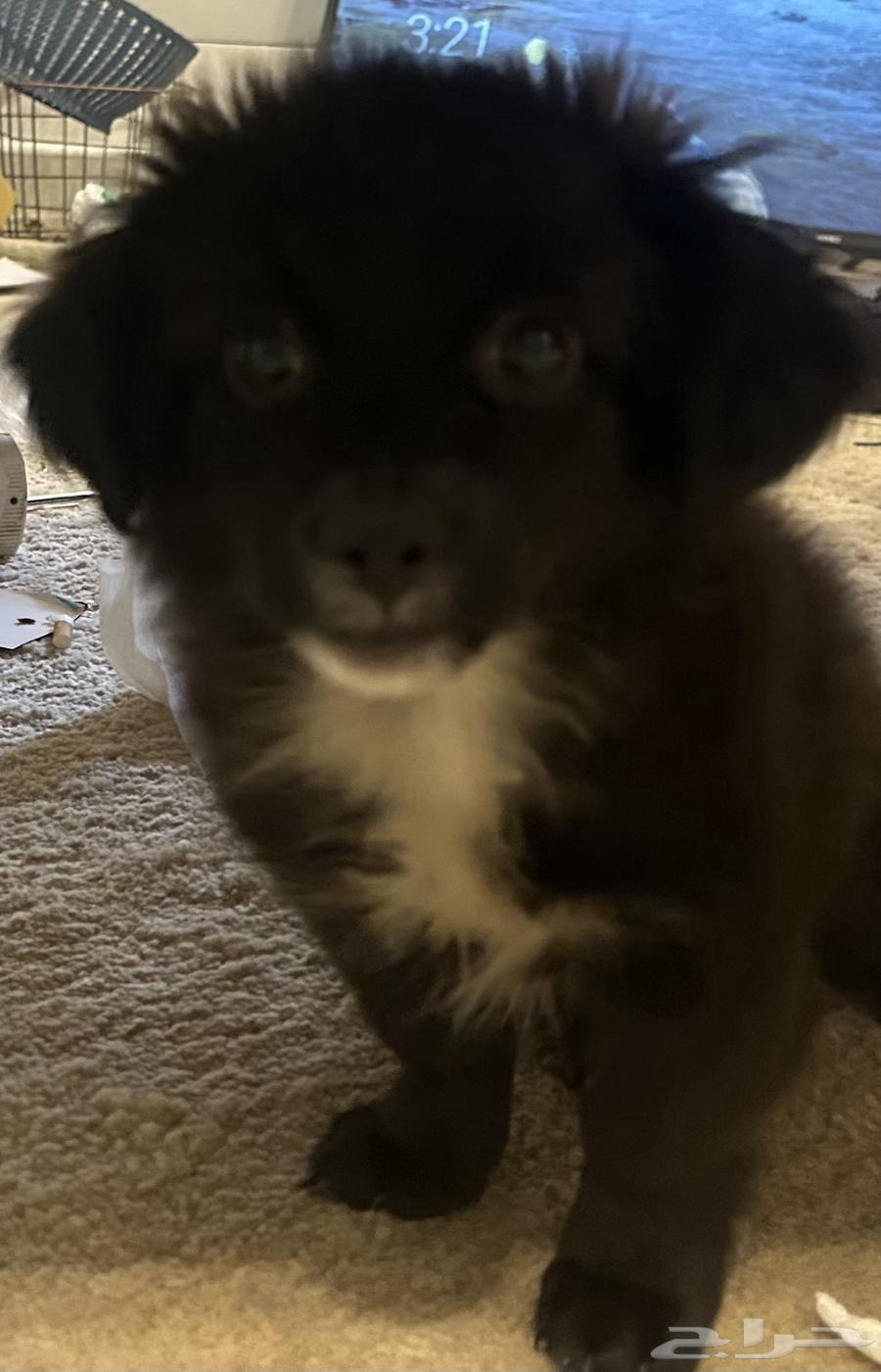 Puppy dog63396592768771111