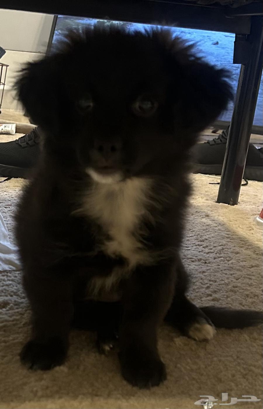 Puppy dog633965927687711110