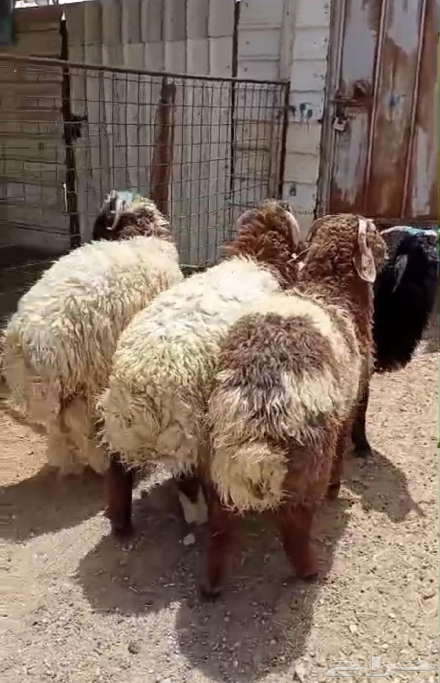 للبيع طليان نعيم63396565783297111